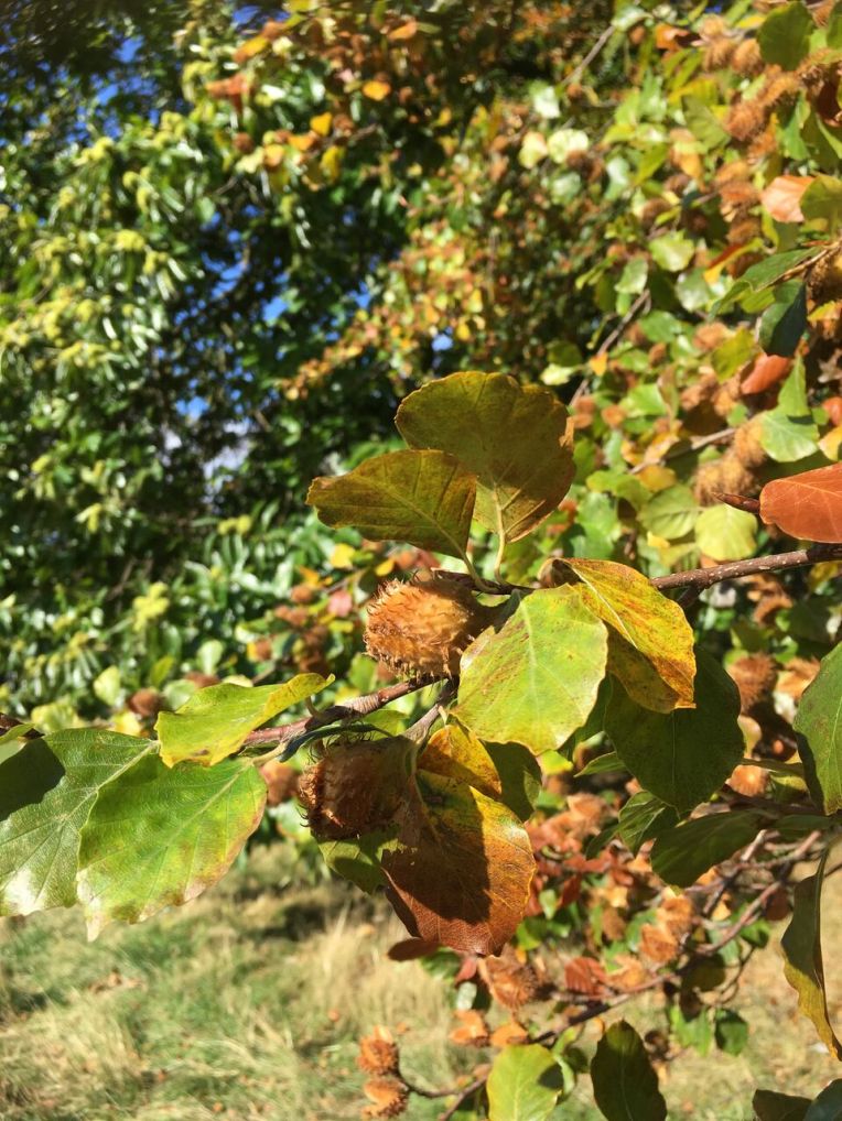 Beech tree canopy at Warley Woods