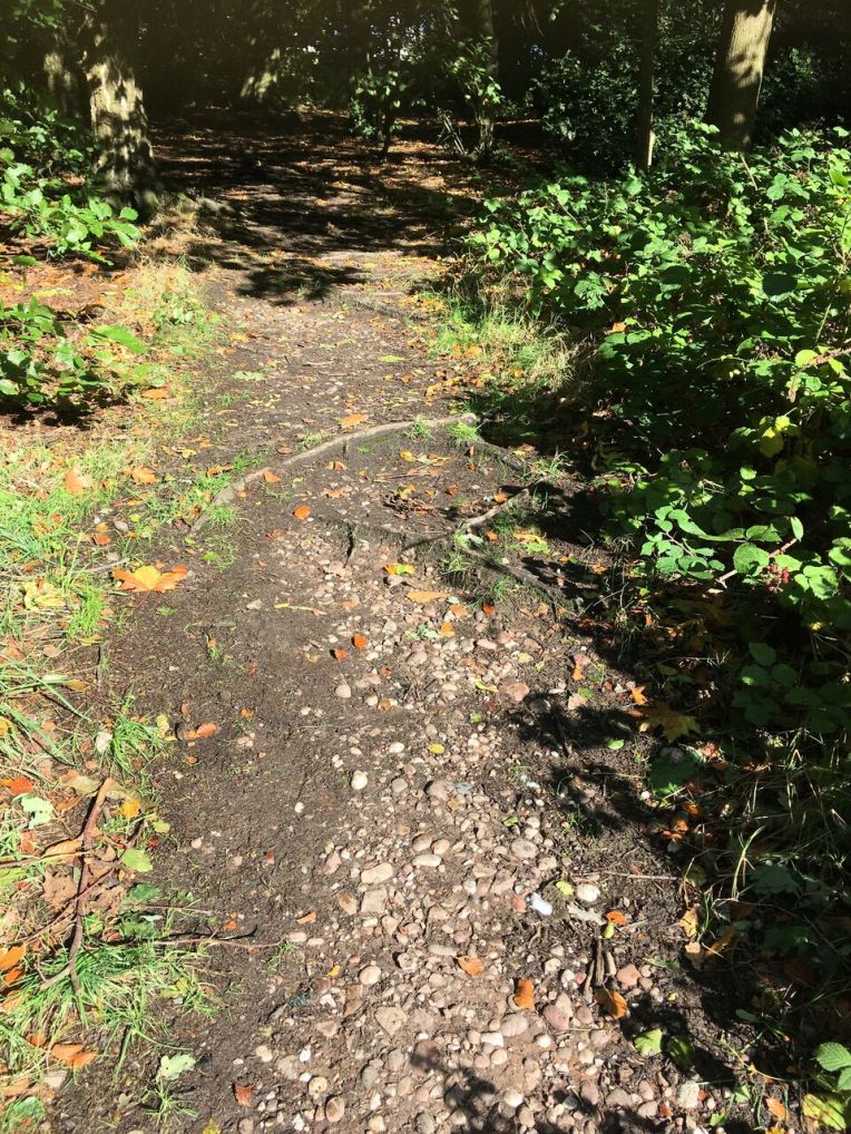 A historic footpath showing through?