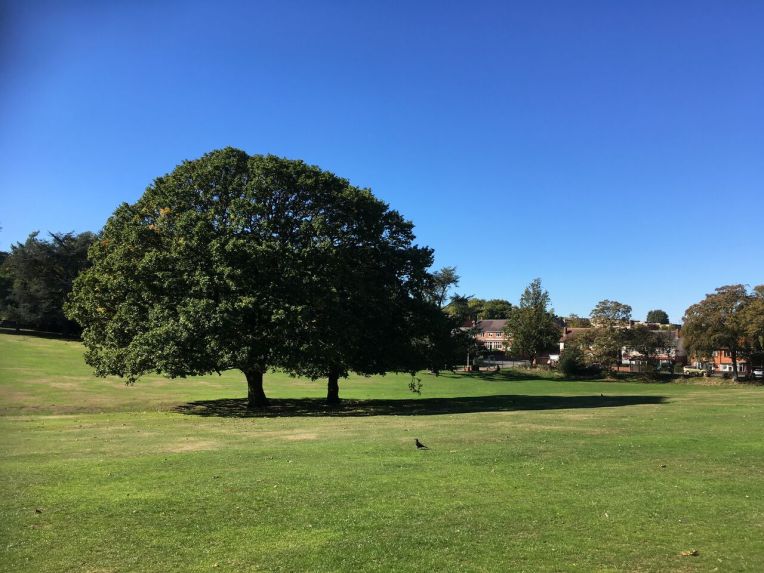 Sessile oaks at Warley Woods