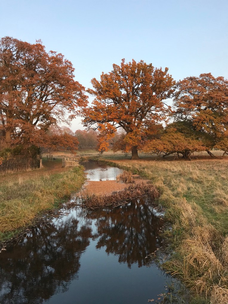 A view from a bridge, along a reflective serpentine river at Charlecote Park, with orange oak leaves all around.