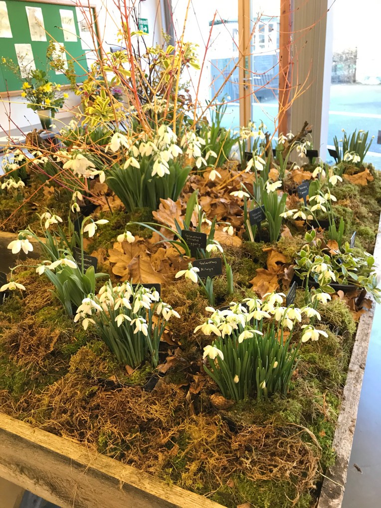 Snowdrop display at Hill Close Gardens