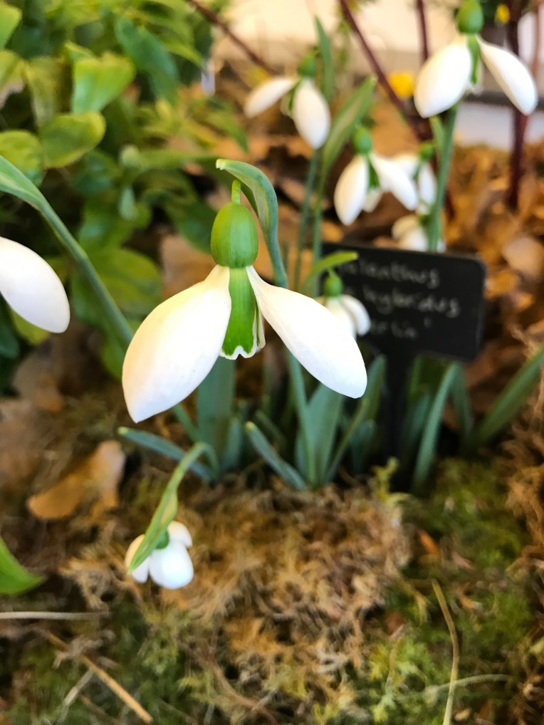 Snowdrop ‘Merlin’