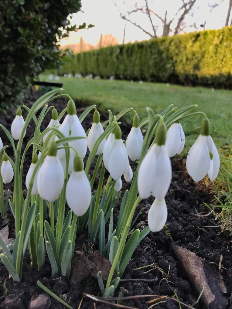 Snowdrop ‘Galatea’ 