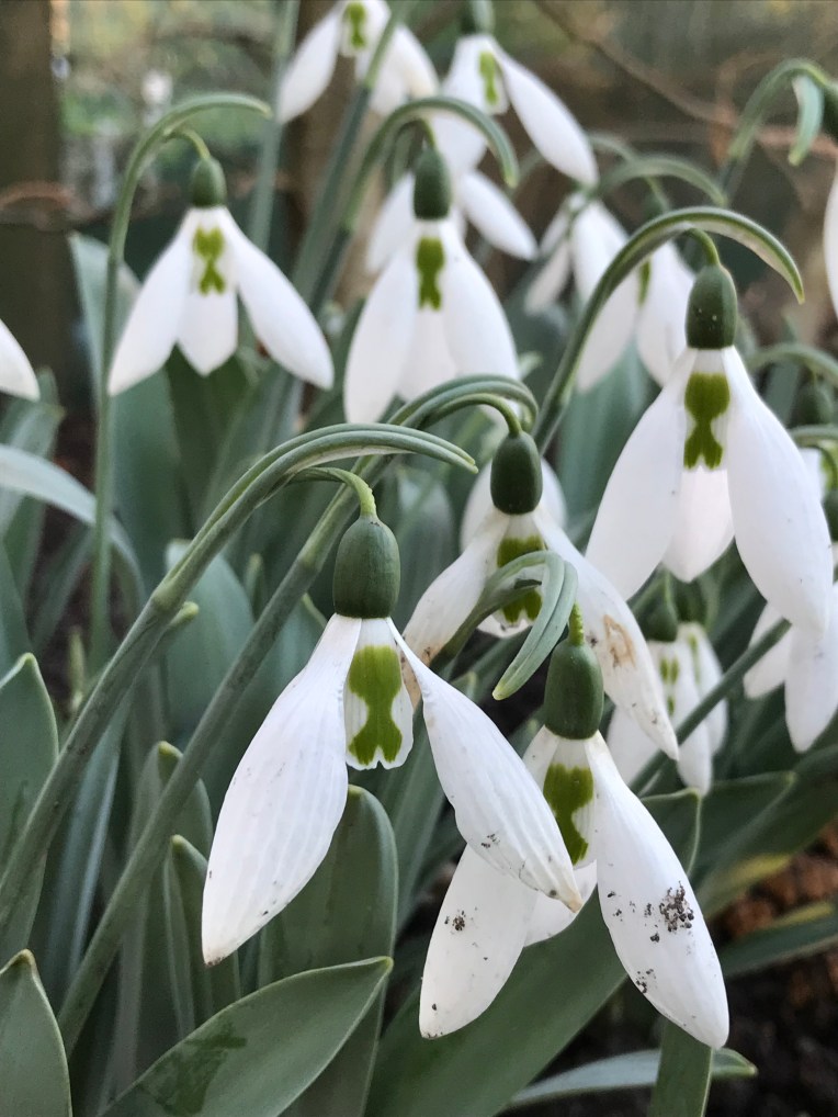 Galanthus ‘Fred’s Giant’ Snowdrop
