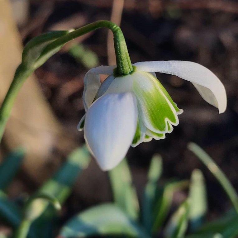 Snowdrop Greatorex Double