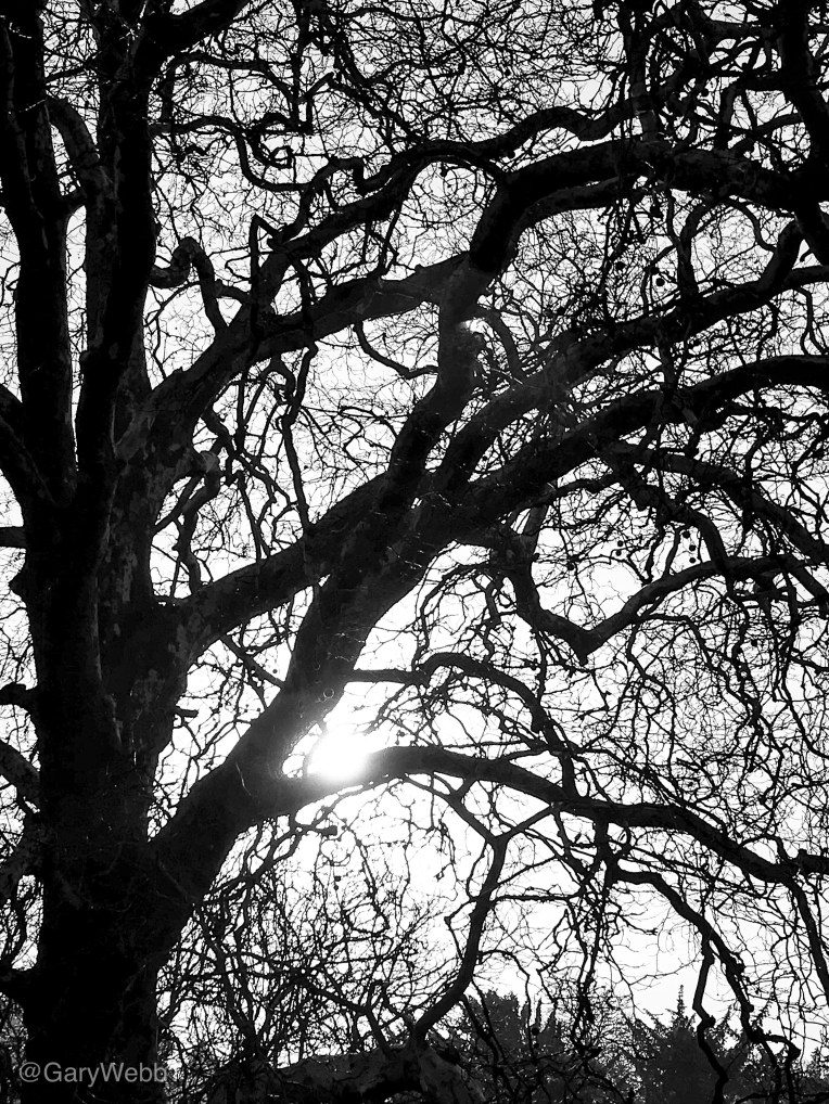 Silhouette of the canopy of a London Plane tree.