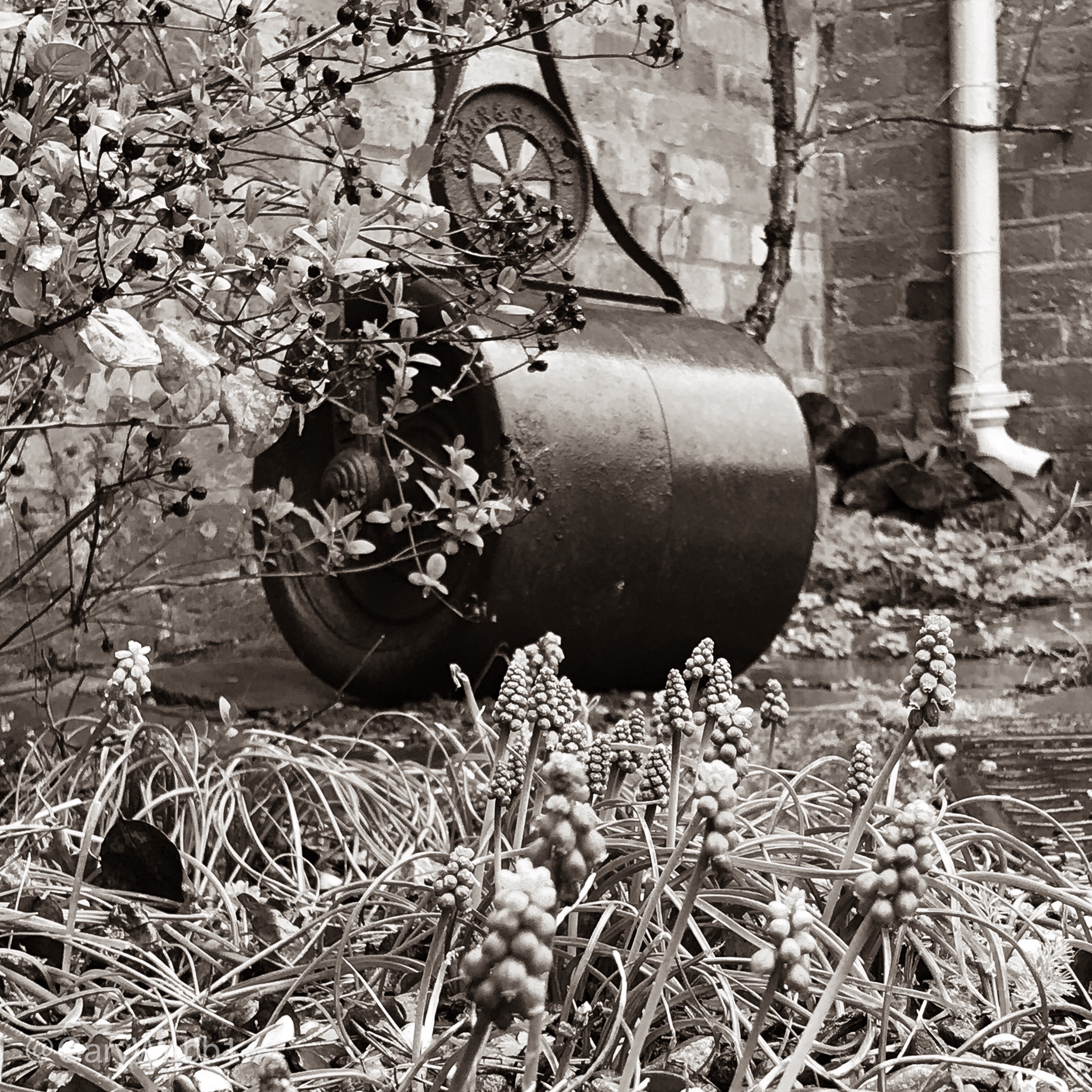 Grape hyacinths, or Muscari, before an antique garden roller at Elgar’s Birthplace. Copyright: Gary Webb 2019