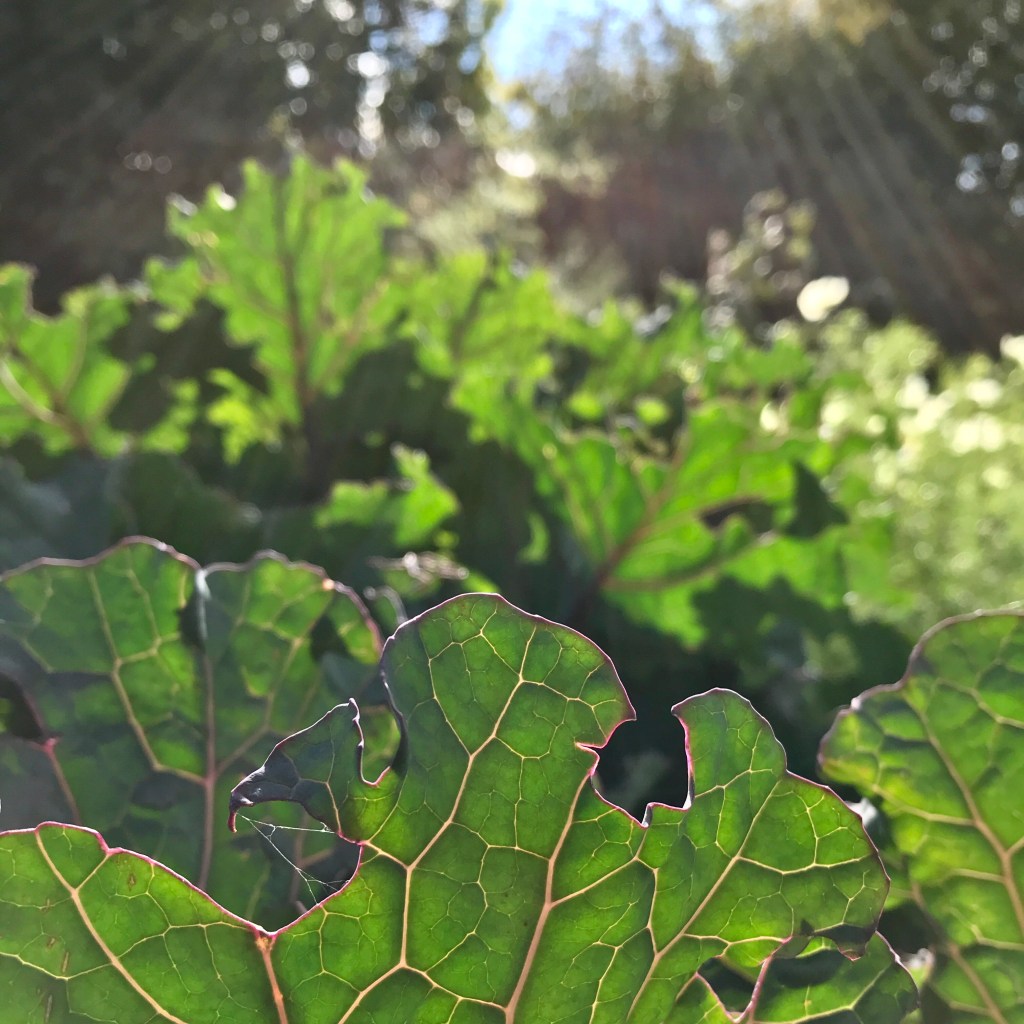 Brassica foliage lit brightly by sunshine