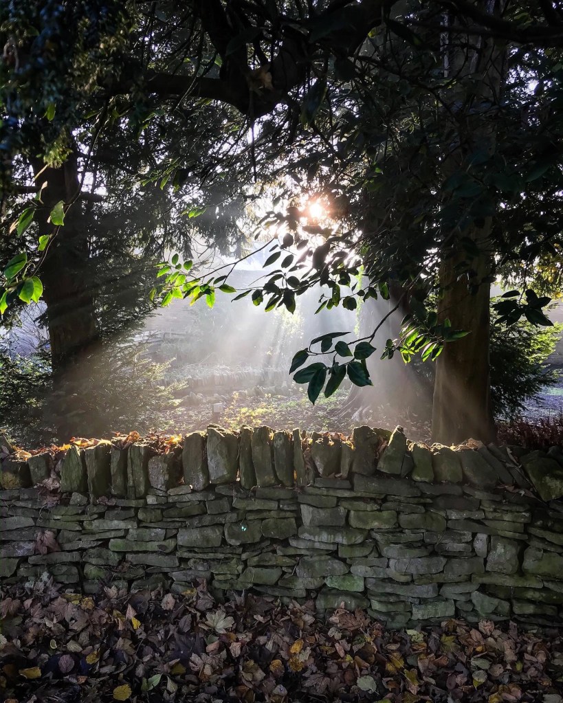 Morning sunshine beams through a holly tree to a Cotswold drystone wall