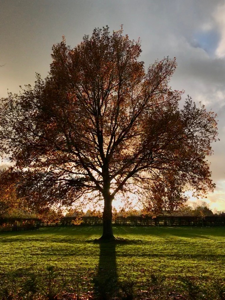 A backlit autumnal oak ​at Sulgrave Manor, with the setting sun right behind