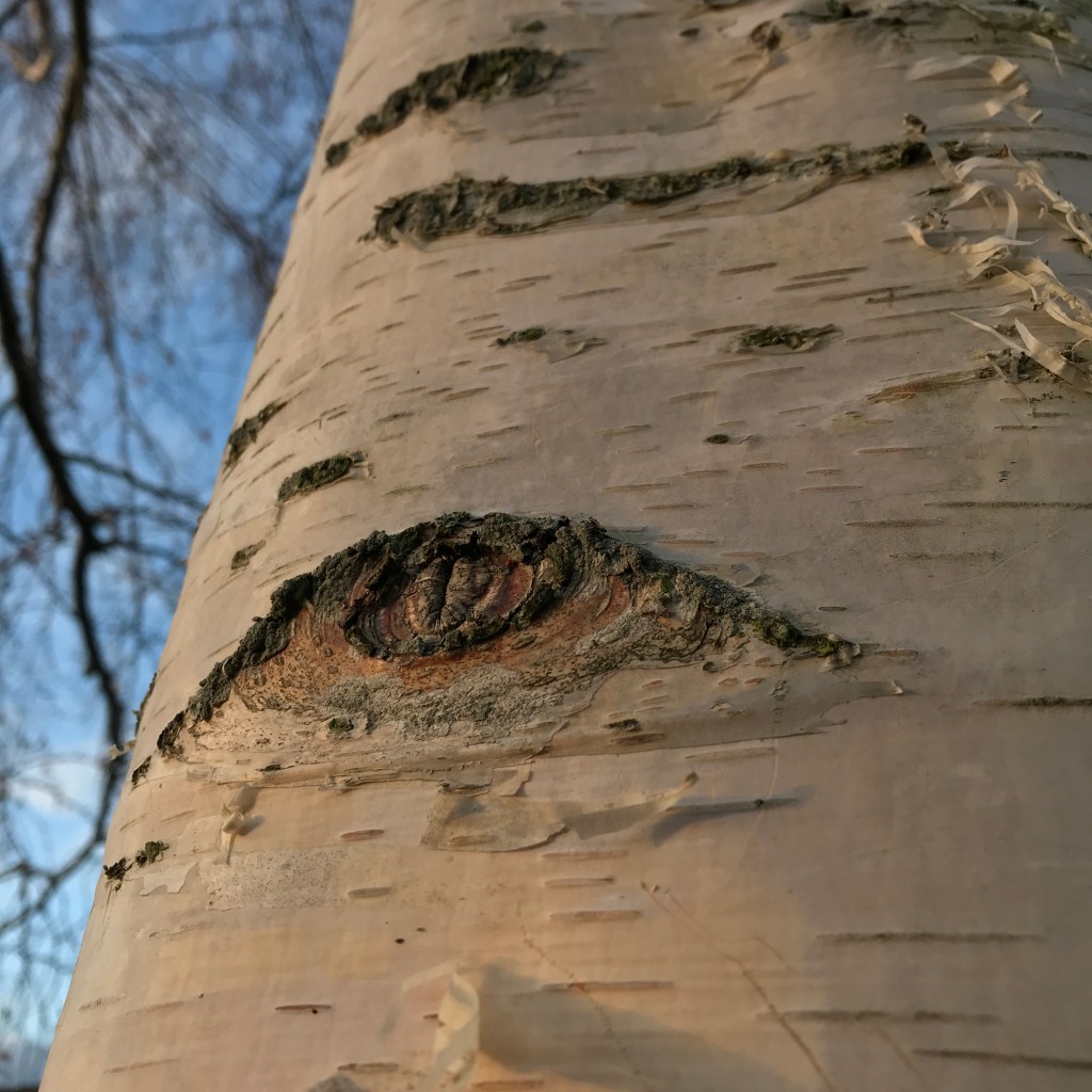 Close up photograph of a silver birch tree, its trunk bearing an eye-like wound where a branch once grew