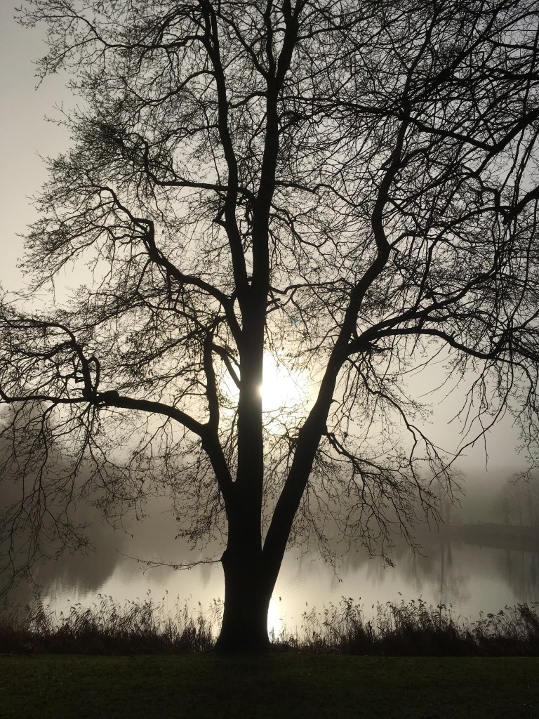 Tree silhouetted on the lakeside atVompton Verney