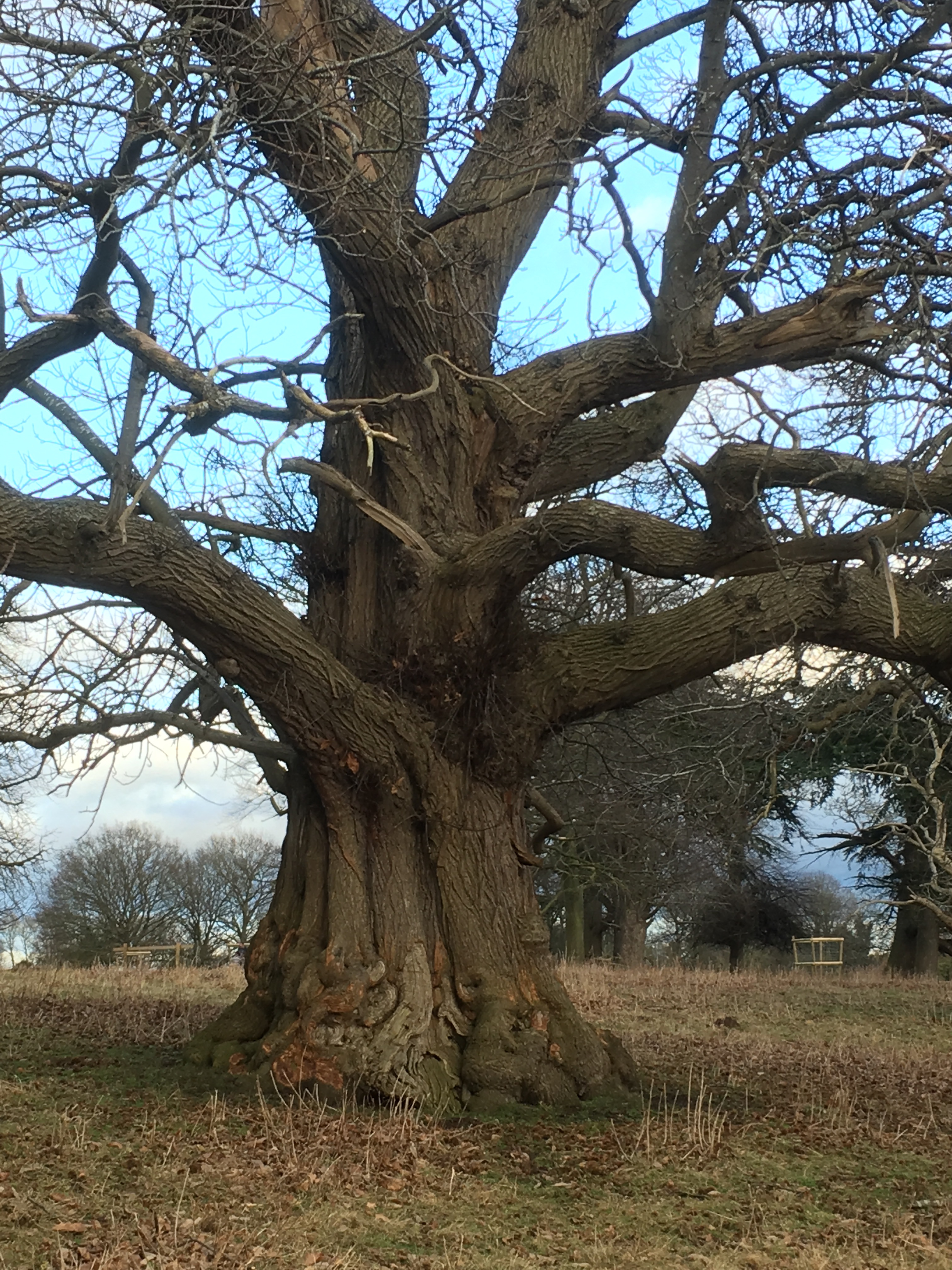 One of many parkland sweet chestnuts at Charlecote Park