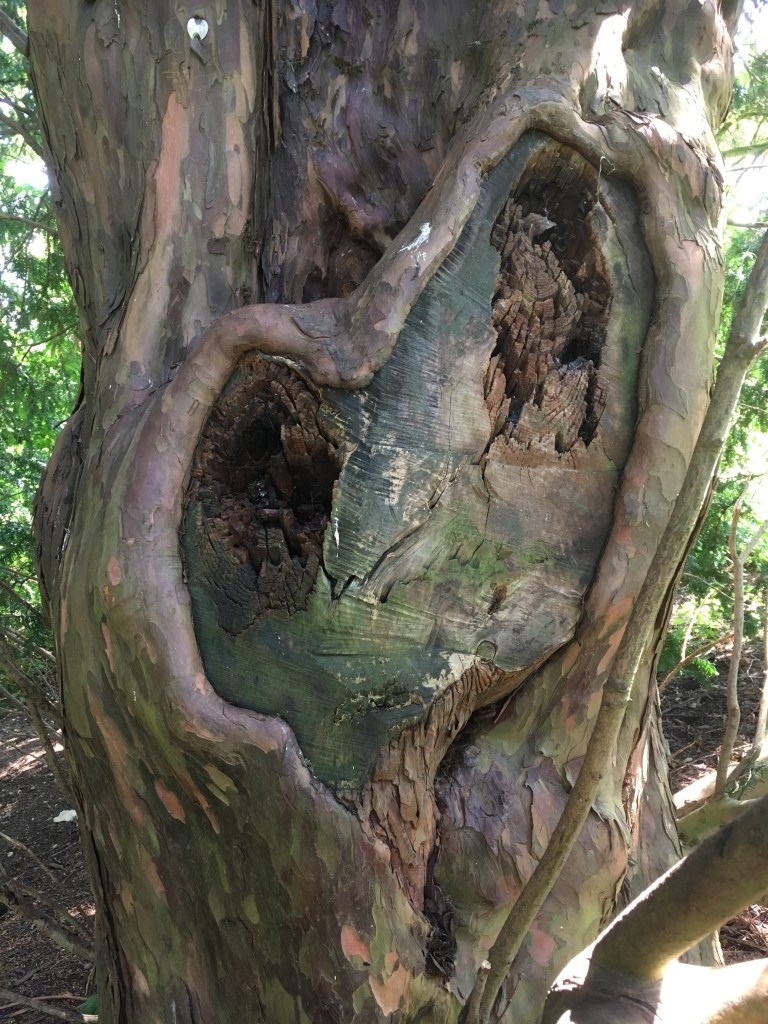 Photograph of a long damaged yew tree trunk, that is gradually repairing with a heart shaped wound