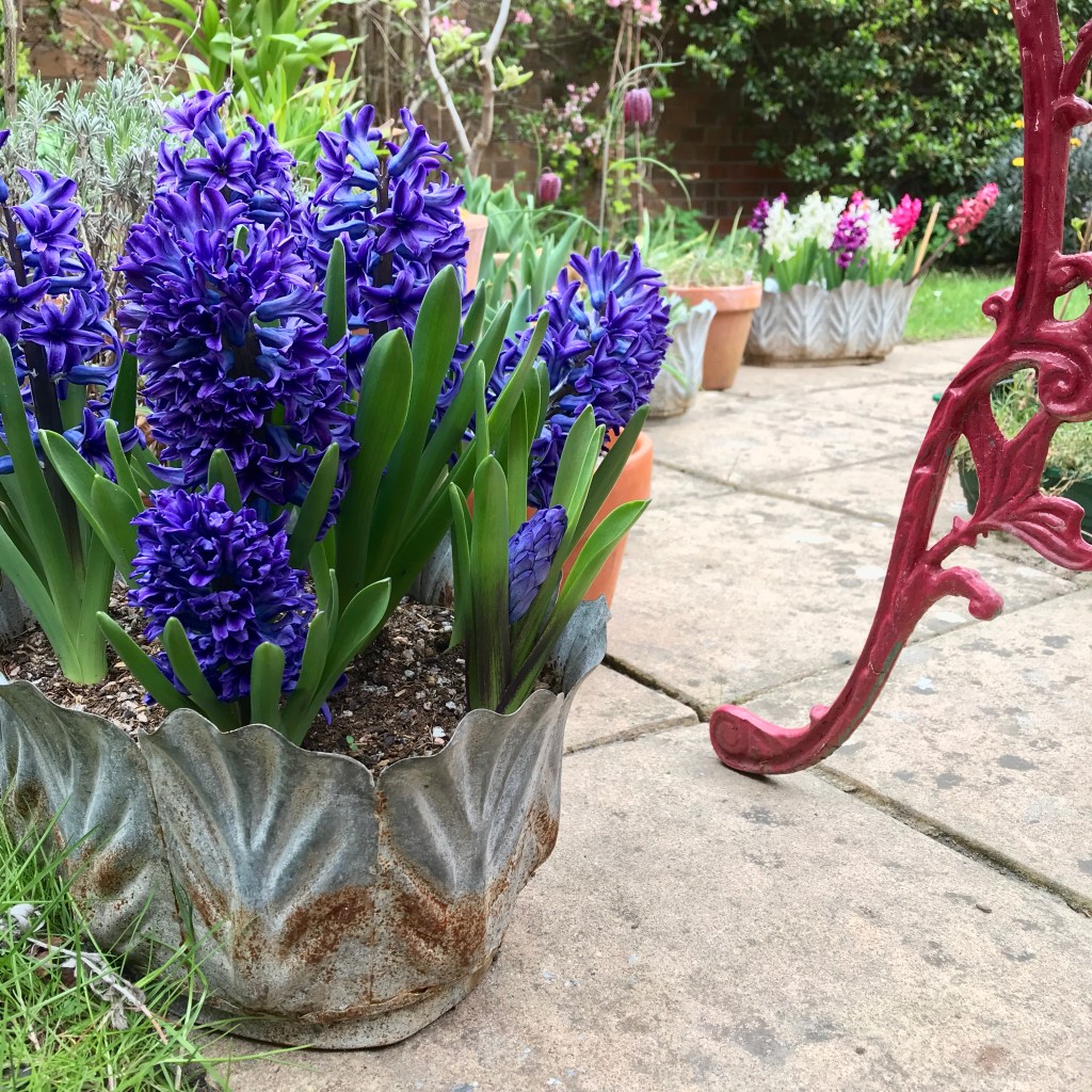 Blue hyacinth flowers in a rusting, tin pot, in the garden