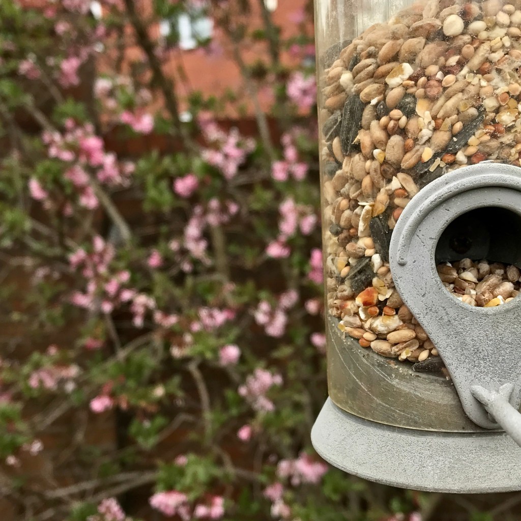 Bird seed in a hanging feeder, and a pink flowered viburnum in the background in soft focus