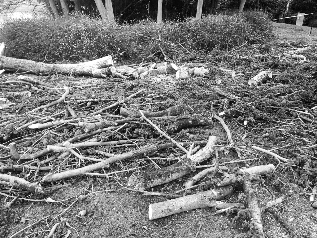 Broken cedar tree branches after an overnight storm