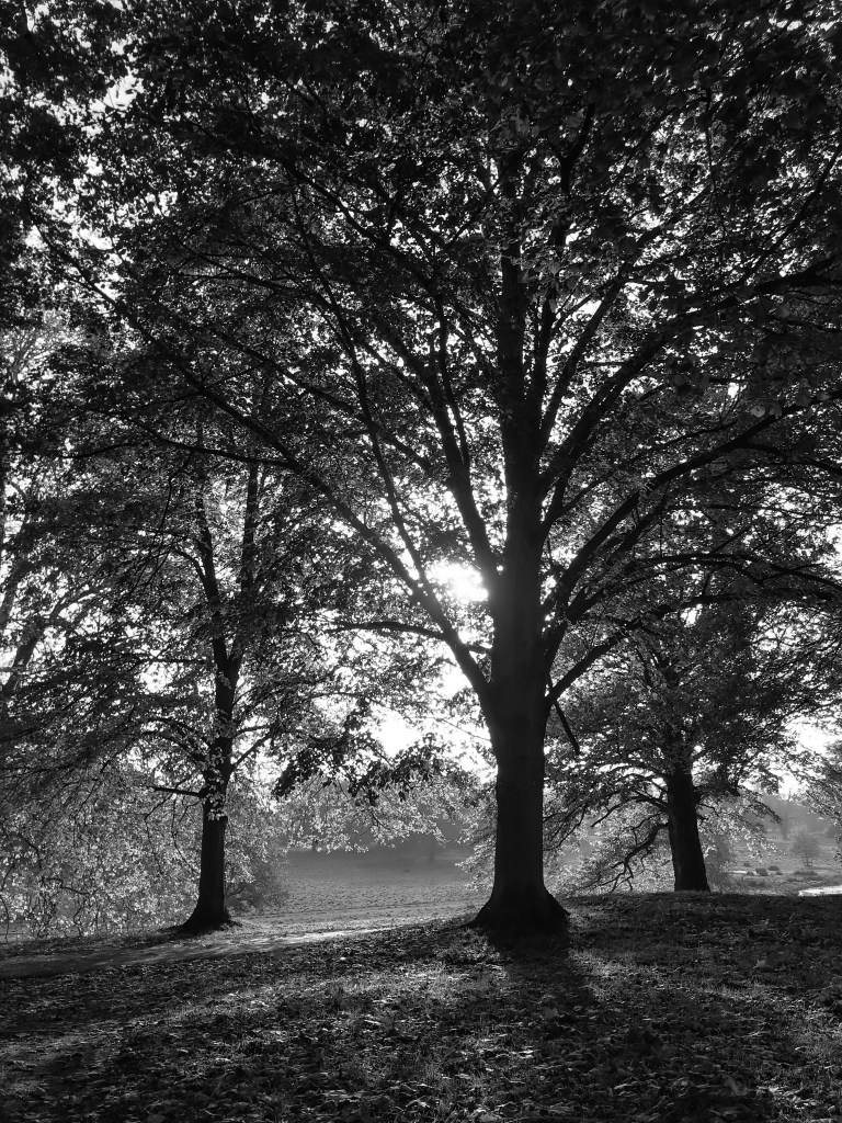 Shade giving trees at Charlecote Park, Warwickshire, positioned on high ground over looking the River Dene & water meadows.