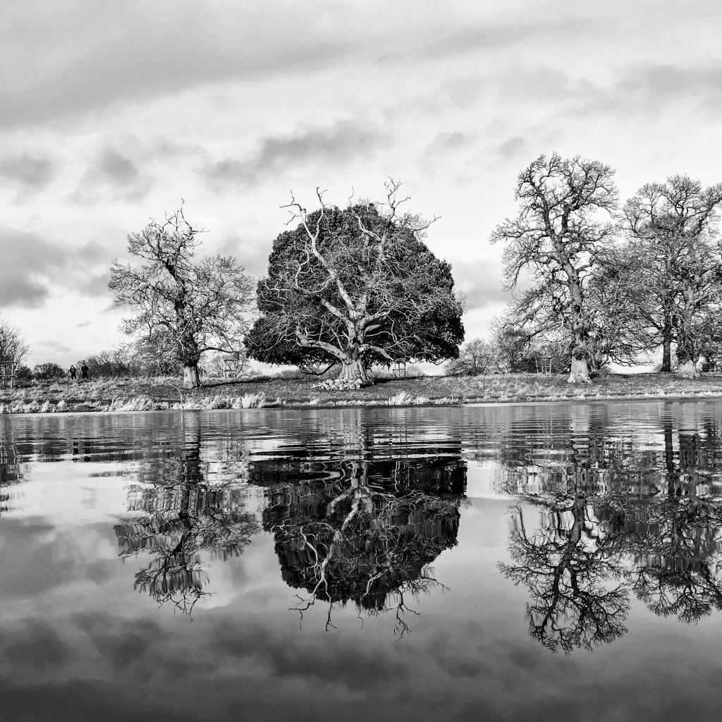 Century old trees on the lakeside at Charlecote Park in Warwickshire, England, image by Gary Webb