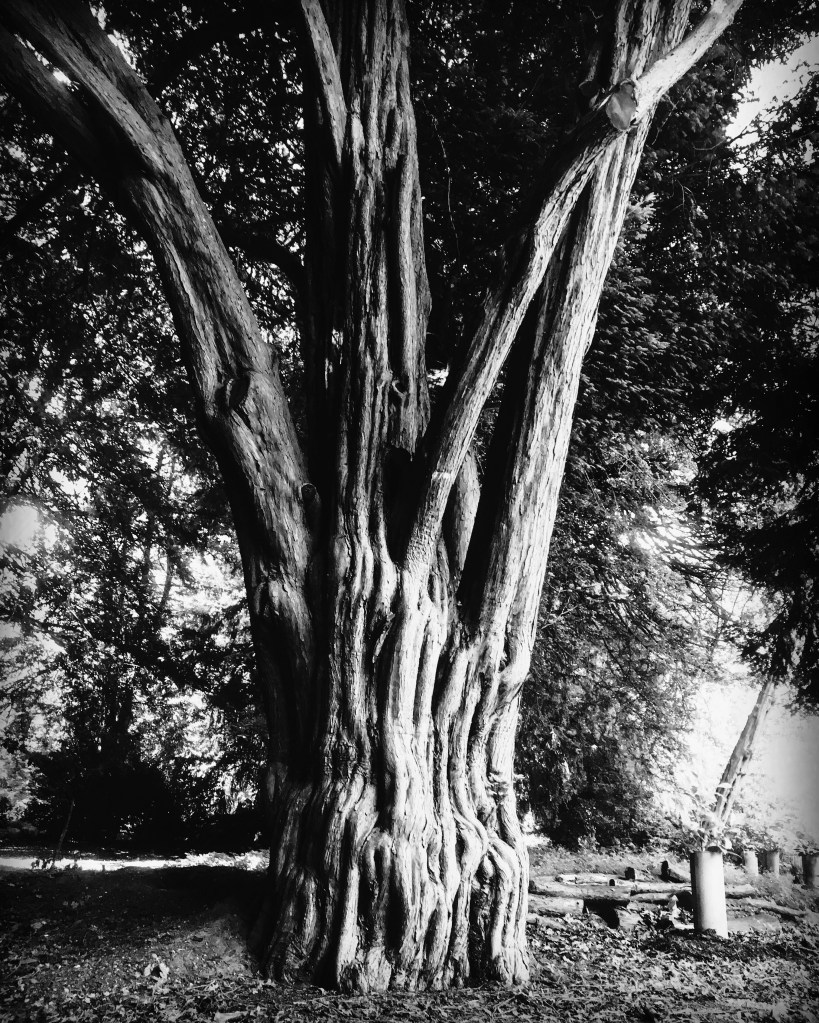 Centuries of history live on through this yew tree at Compton Verney, Warwickshire. It’s ridged bark like laughter lines on a mature face.
