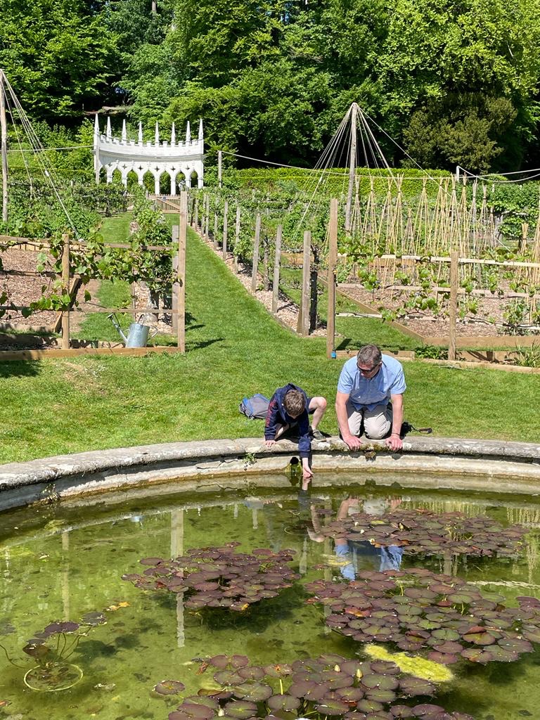 Father and son studying tadpoles in the historic garden that is Painswick Rococo Garden.