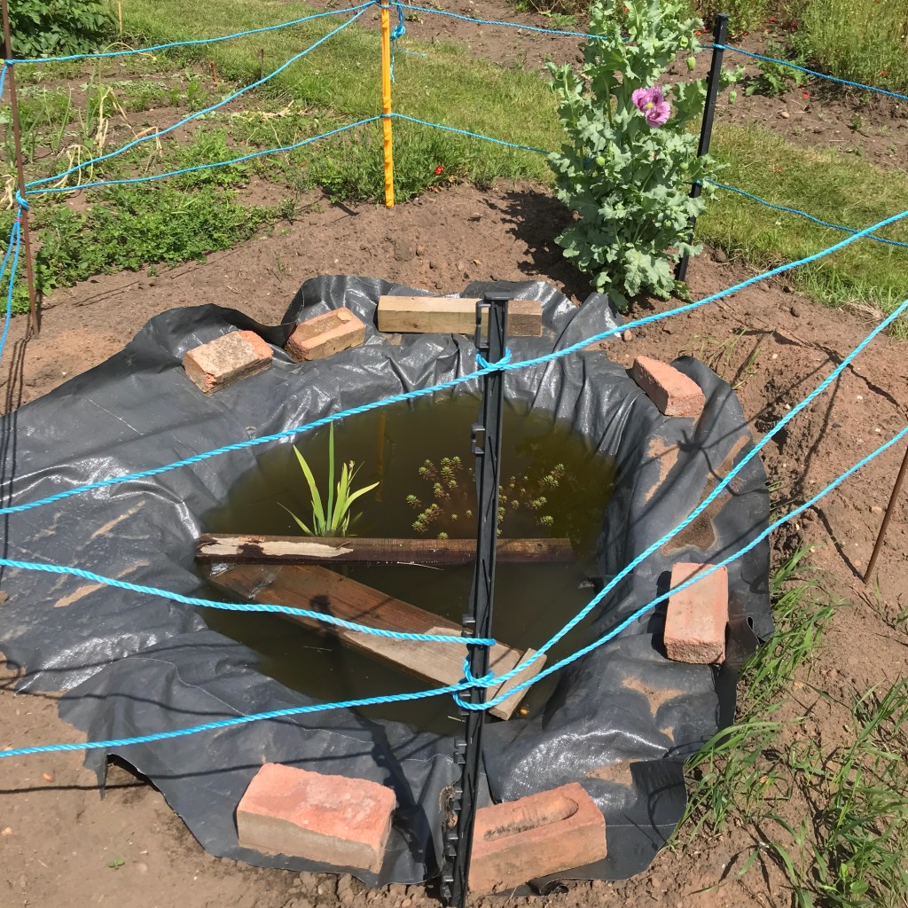 Wildlife pond being assembled on an allotment 