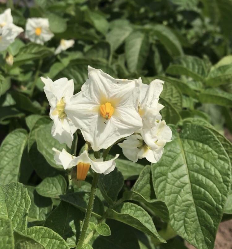 White Colleen potato flowers