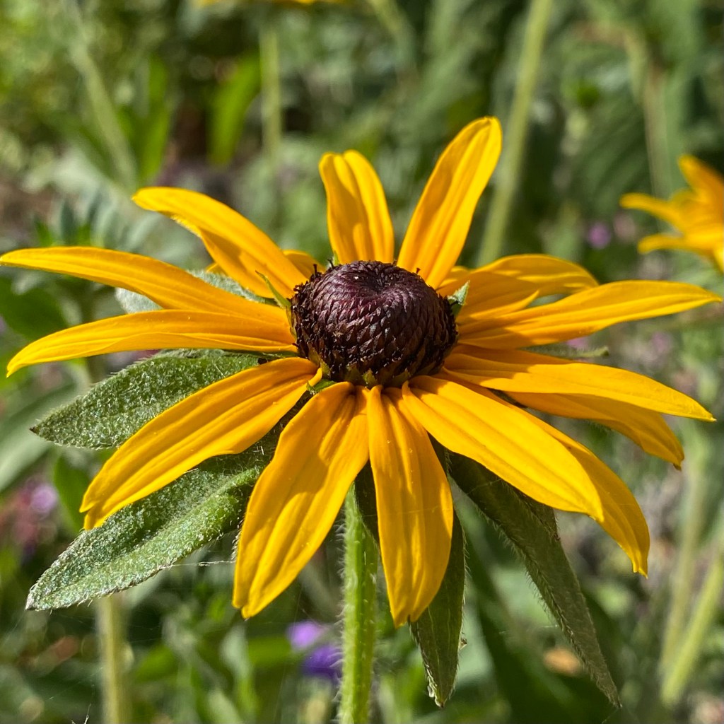 A bright yellow Rudbeckia flower by Gary Webb ©