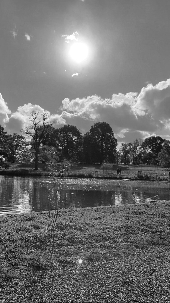 A black and white image of pool, parkland trees and passing clouds, with bright November sun beating down. 