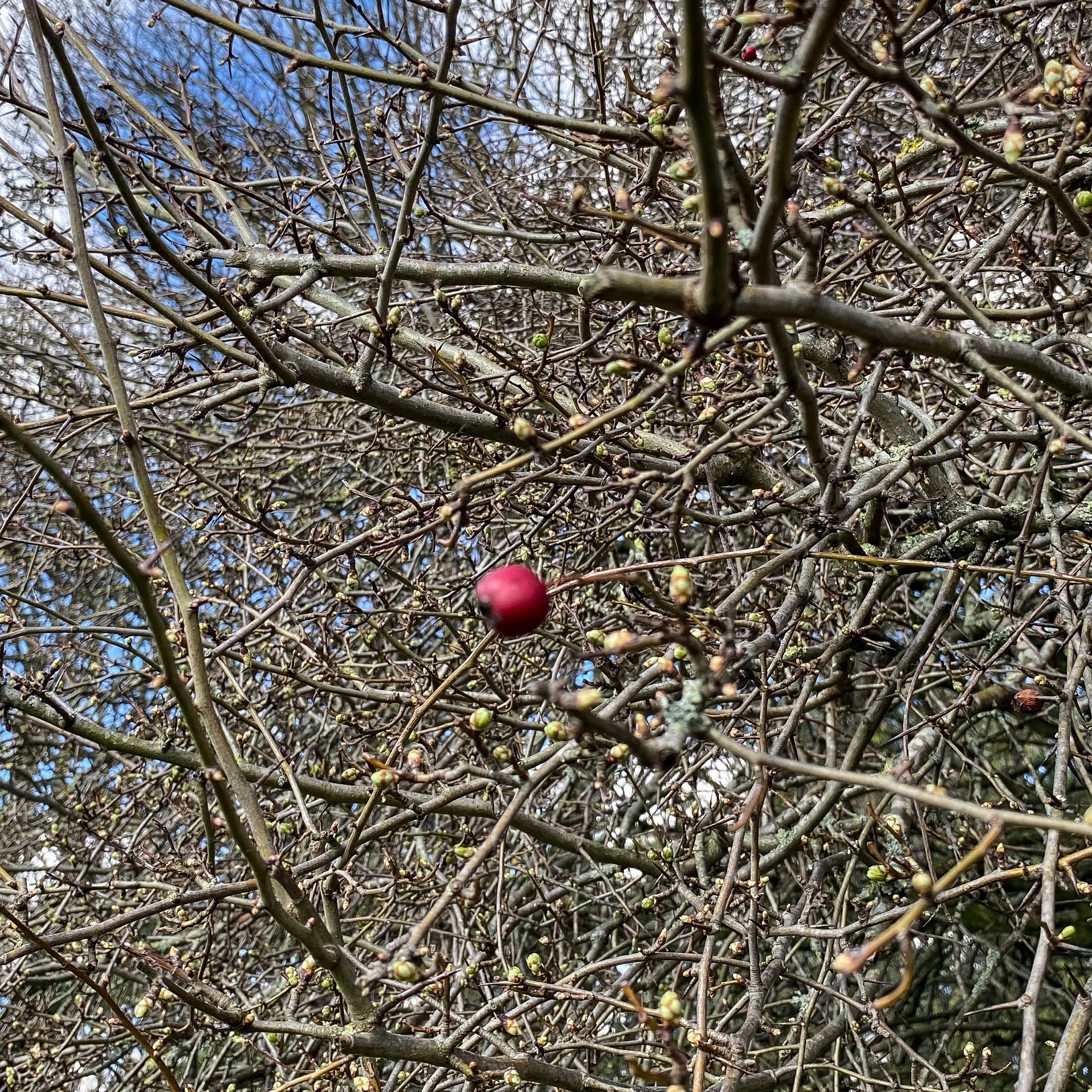 Hawthorn Tree No Berries