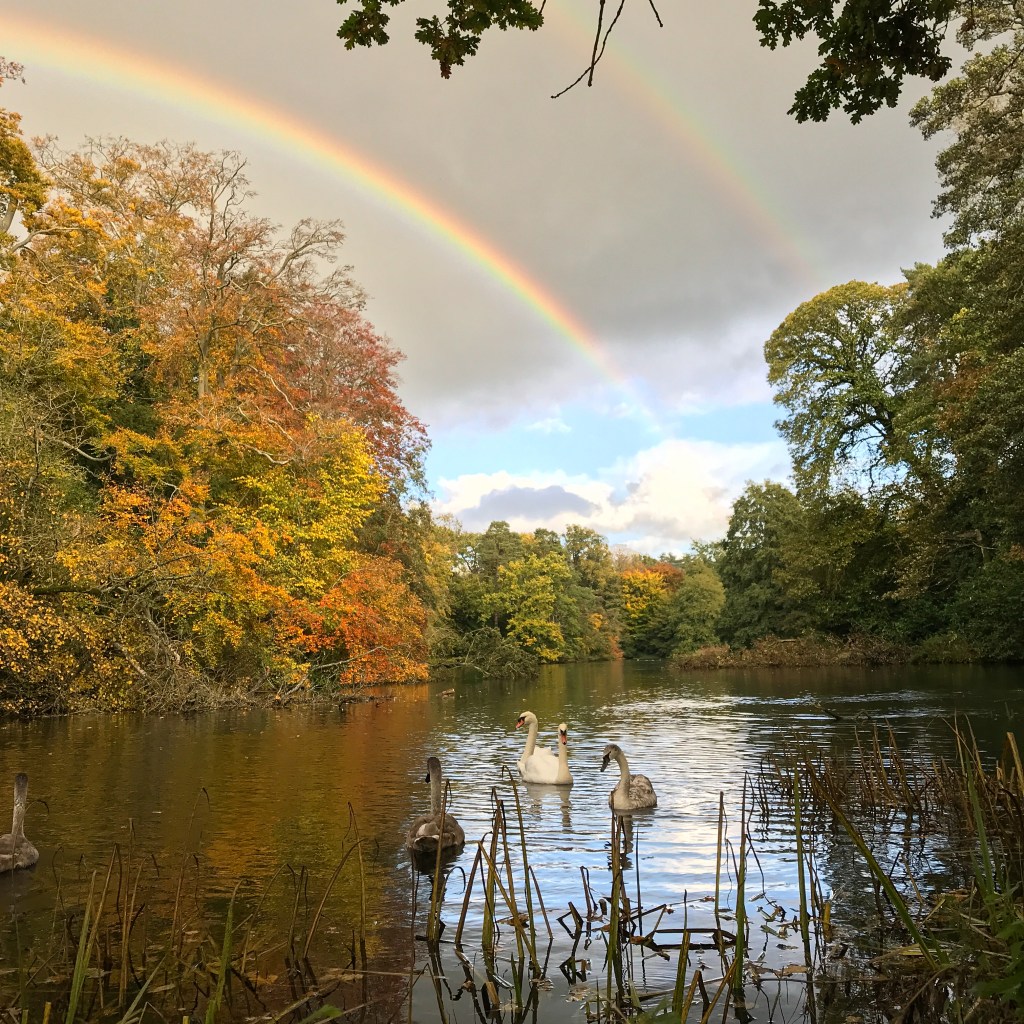 An image of a lake with swans, and autumnal trees in the background. Above is a sunny and dark sky and rainbow.