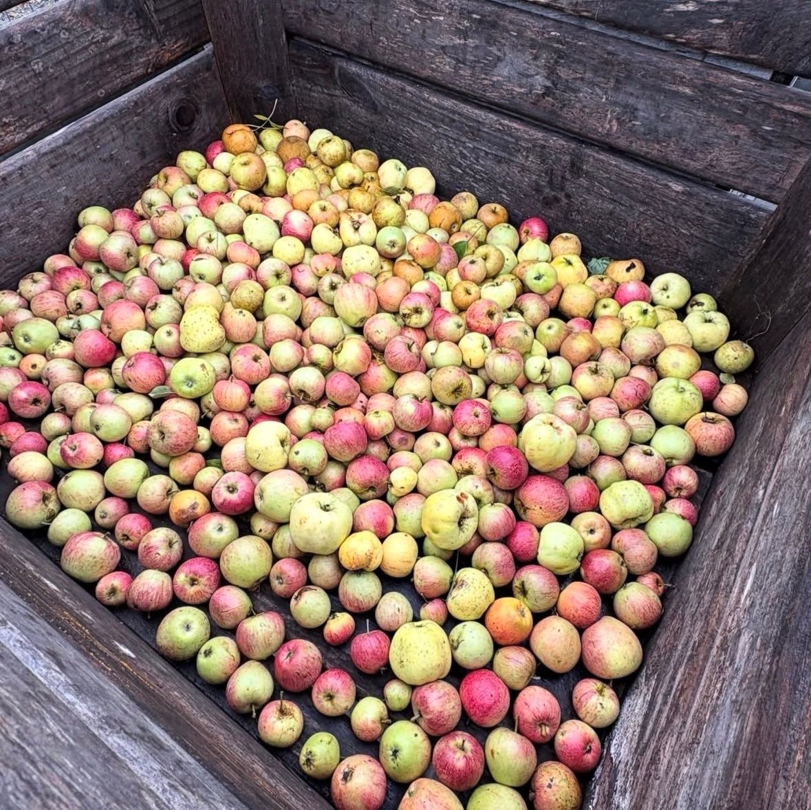 A wooden crate holding a range of apples from an English orchard.