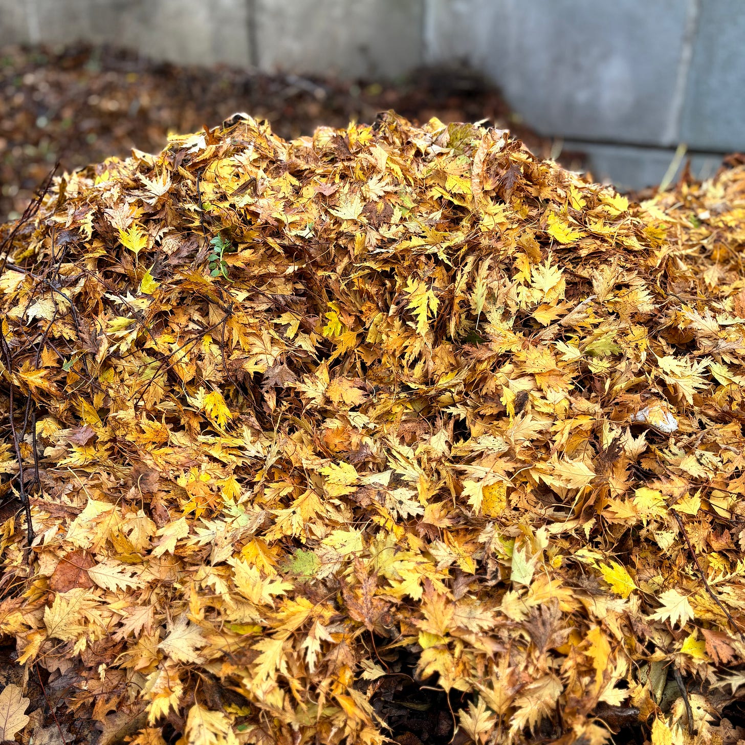 Golden leaves freshly harvested and piled in a leaf stack Golden leaves freshly harvested and piled in a leaf stack
