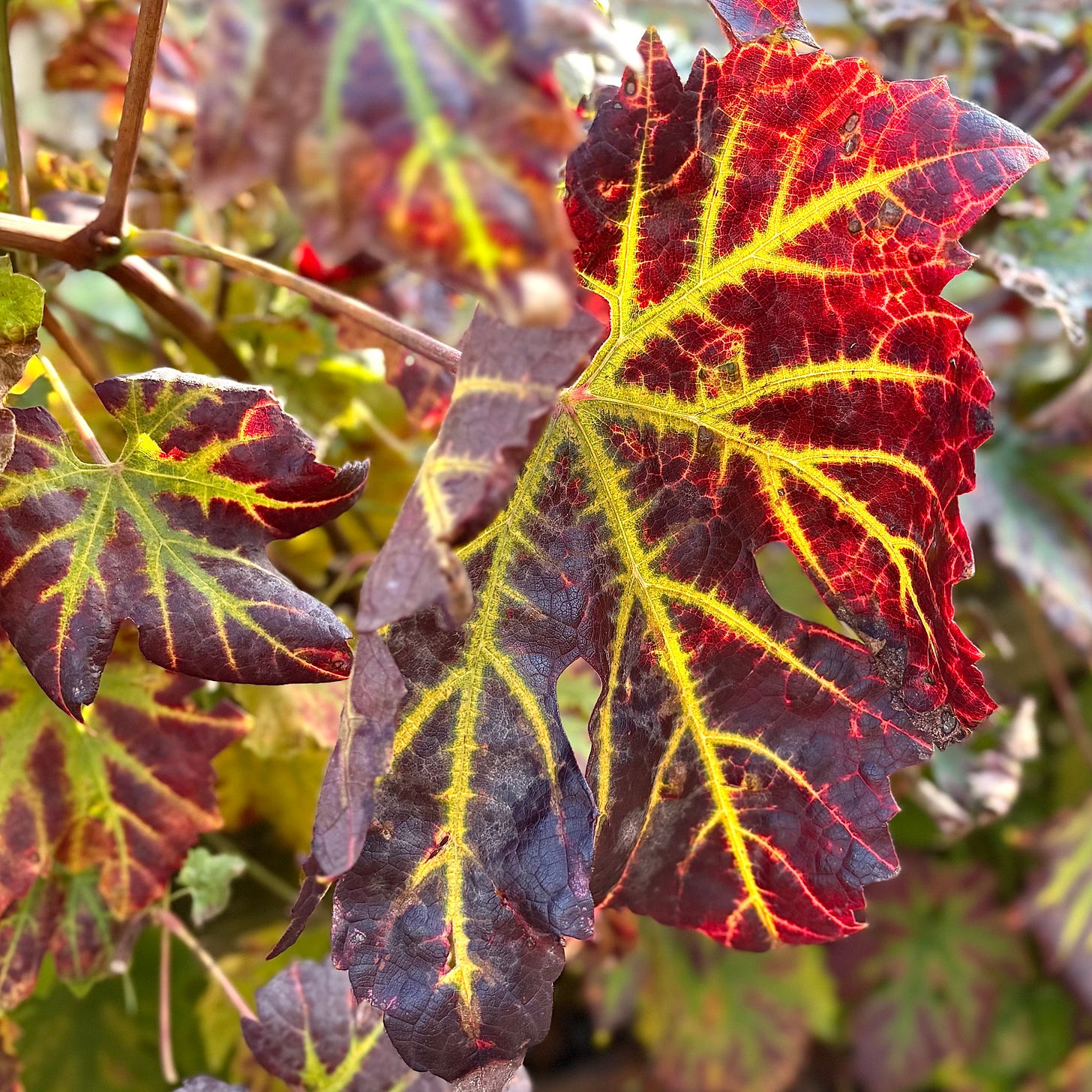 Red and yellow colours across a vine leaf in the midst of autumn.