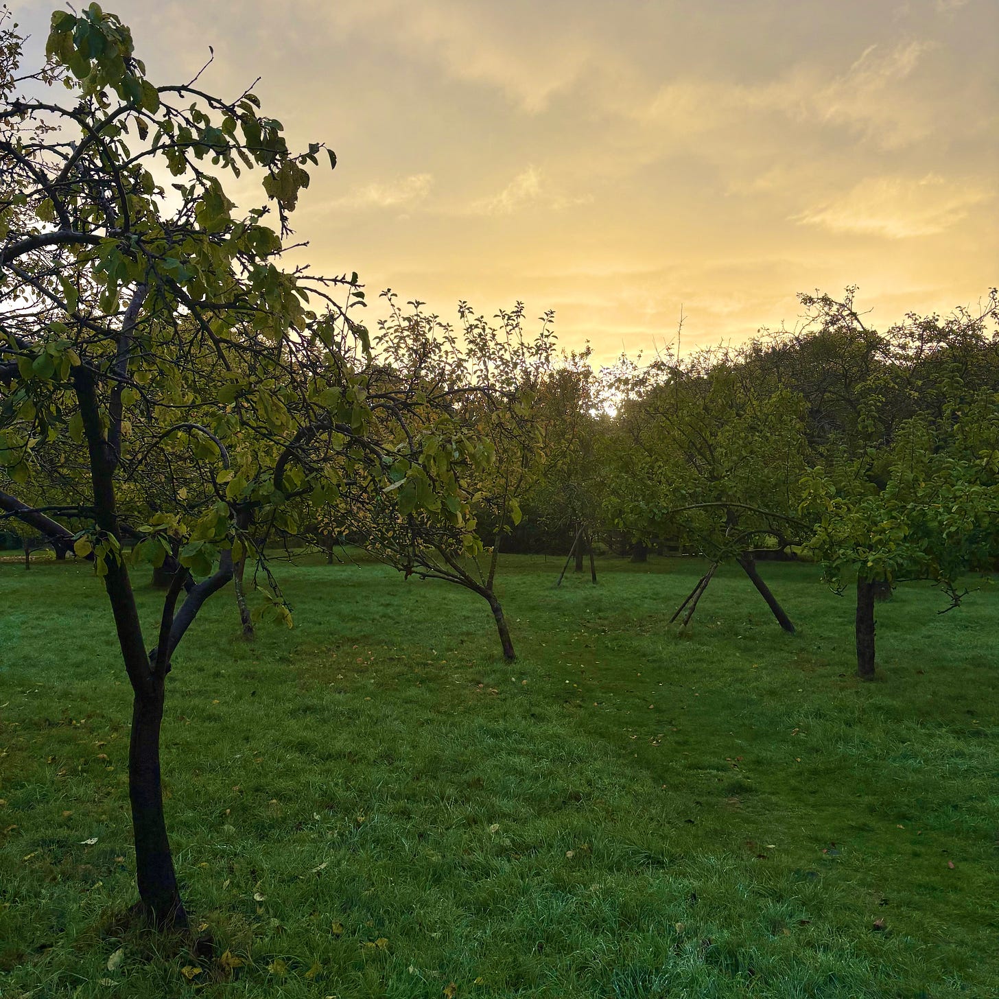 Subdued skylight through an orchard of apples trees amongst lush grass Subdued skylight through an orchard of apples trees amongst lush grass