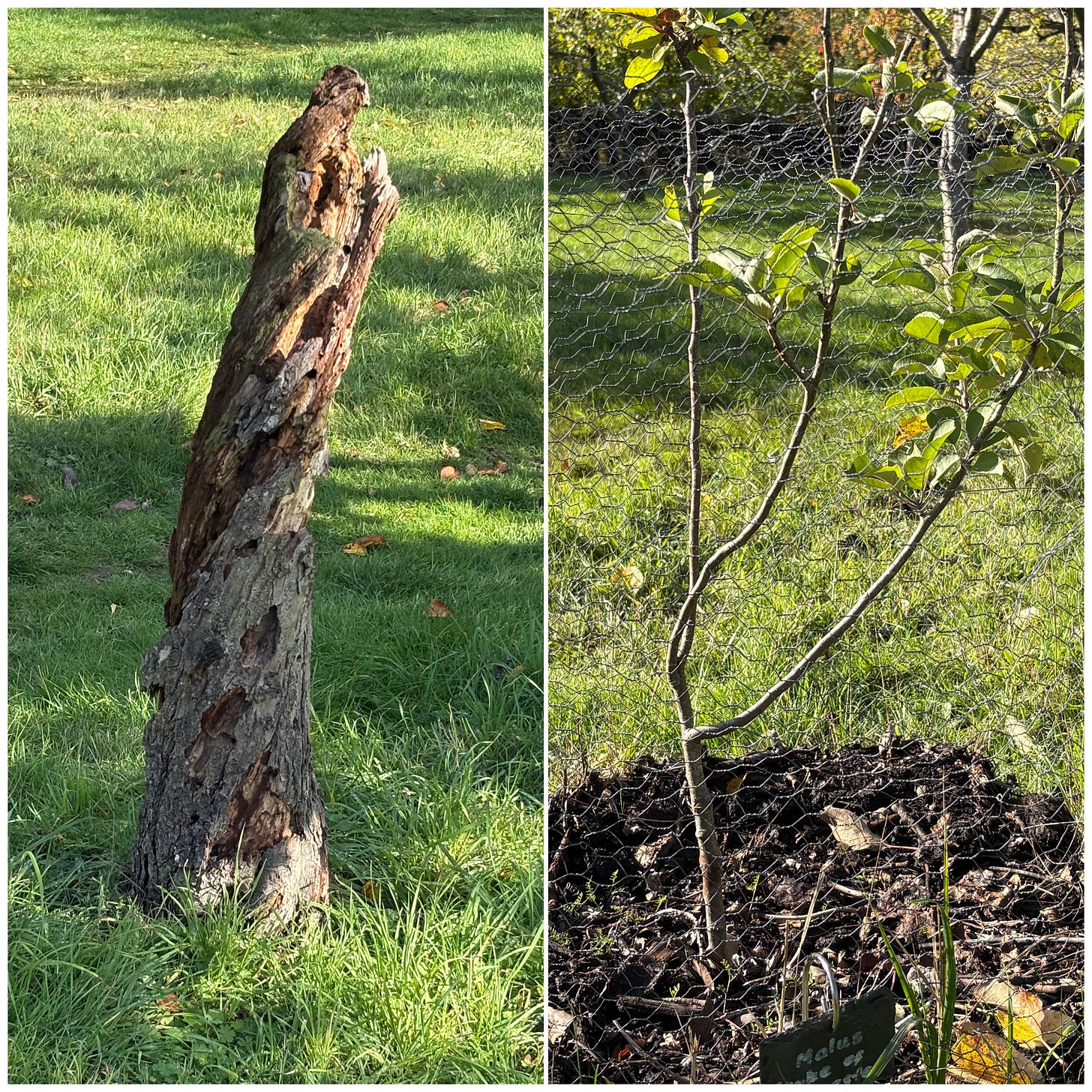 A dual image, one showing the remains of an apple tree, the other a young sapling behind a chicken wire safety net.. A dual image, one showing the remains of an apple tree, the other a young sapling behind a chicken wire safety net..
