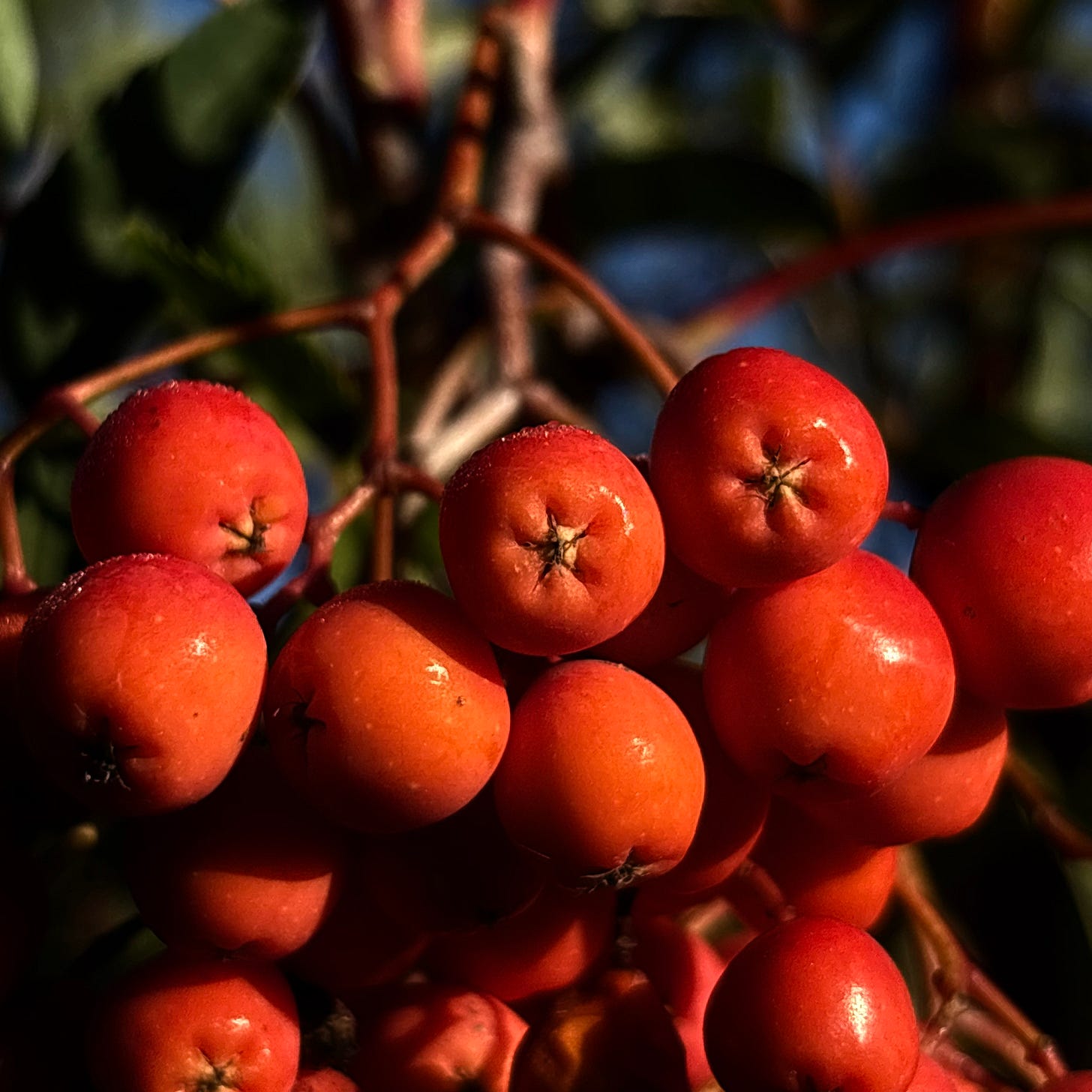 Bright red berries clustered on a mountain ash tree.