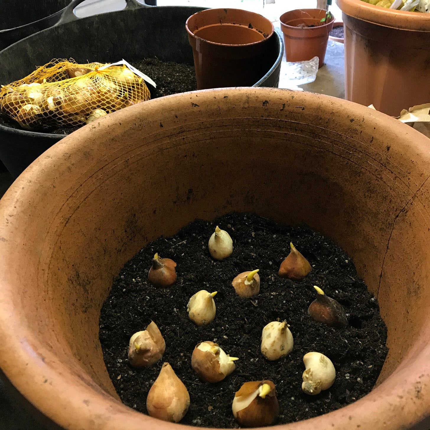 A layer of tulip bulbs sitting on compost in a clay pot, with tubs of planting mix and bulbs nearby.